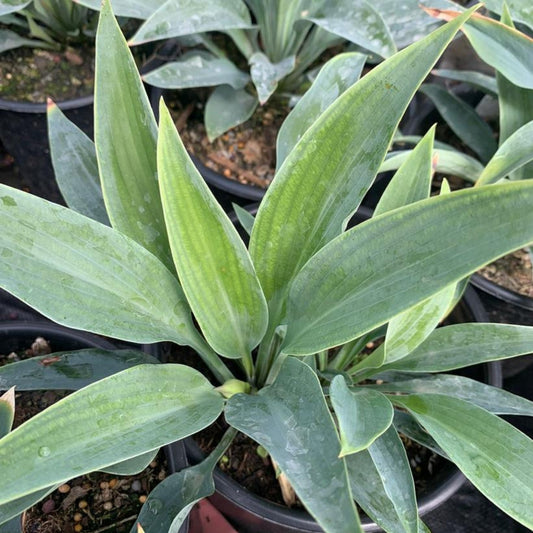 Hosta 'Smoke Signals'