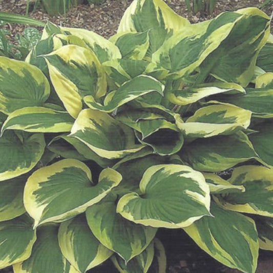 Hosta 'Strawberry Surprise'