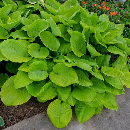 Hosta 'Sum and Substance'