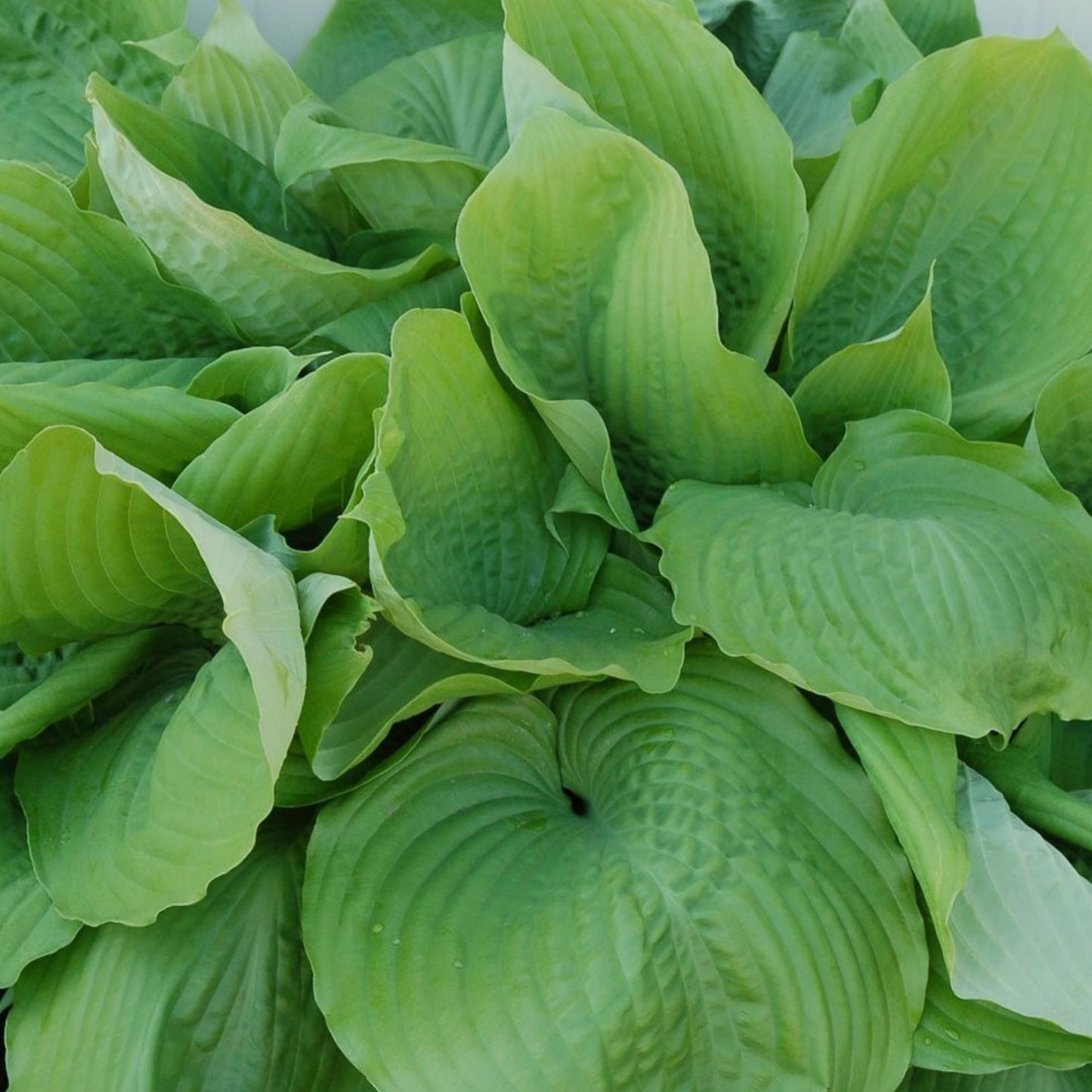 Hosta 'Sum and Substance'