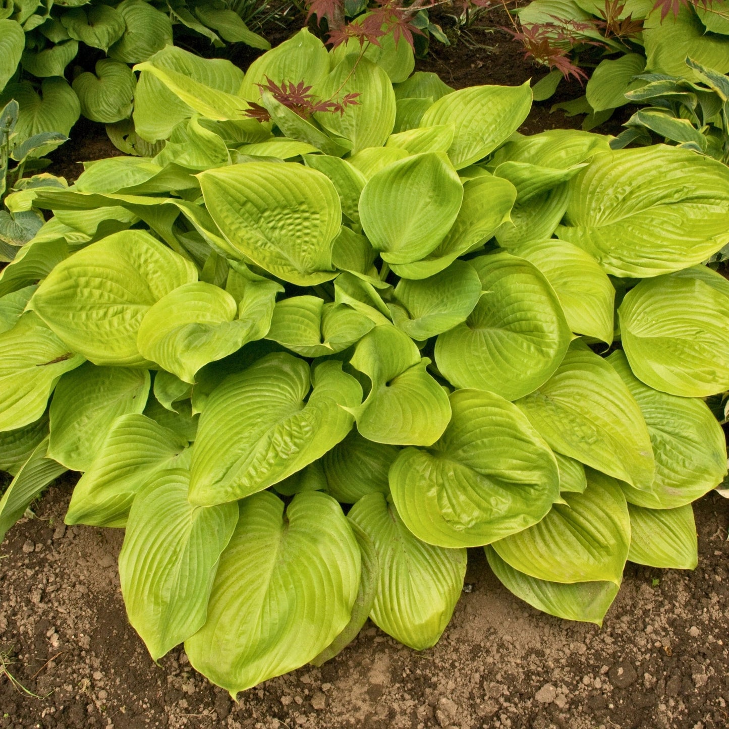 Hosta 'Sum and Substance'