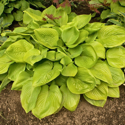 Hosta 'Sum and Substance'