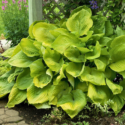 Hosta 'Sum and Substance'