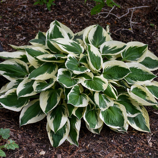 Patriot' Plantain Lily