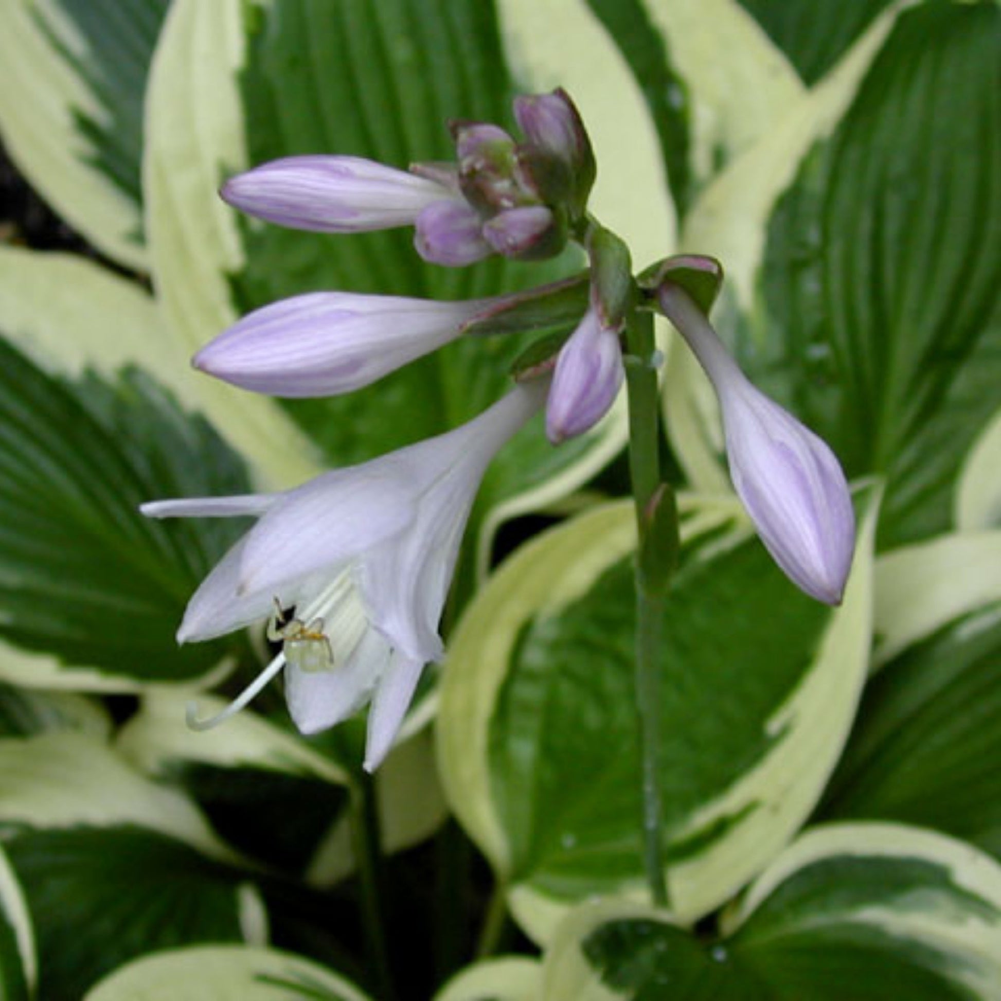hosta jardin perennials lily flower Patriot' Hosta | Brighten Your Shade Garden