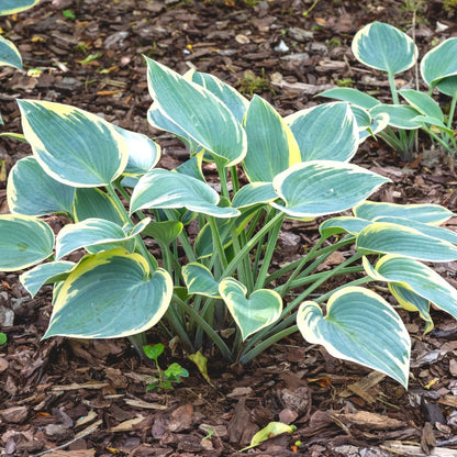 Hosta 'First Frost' - Plantain Lily"