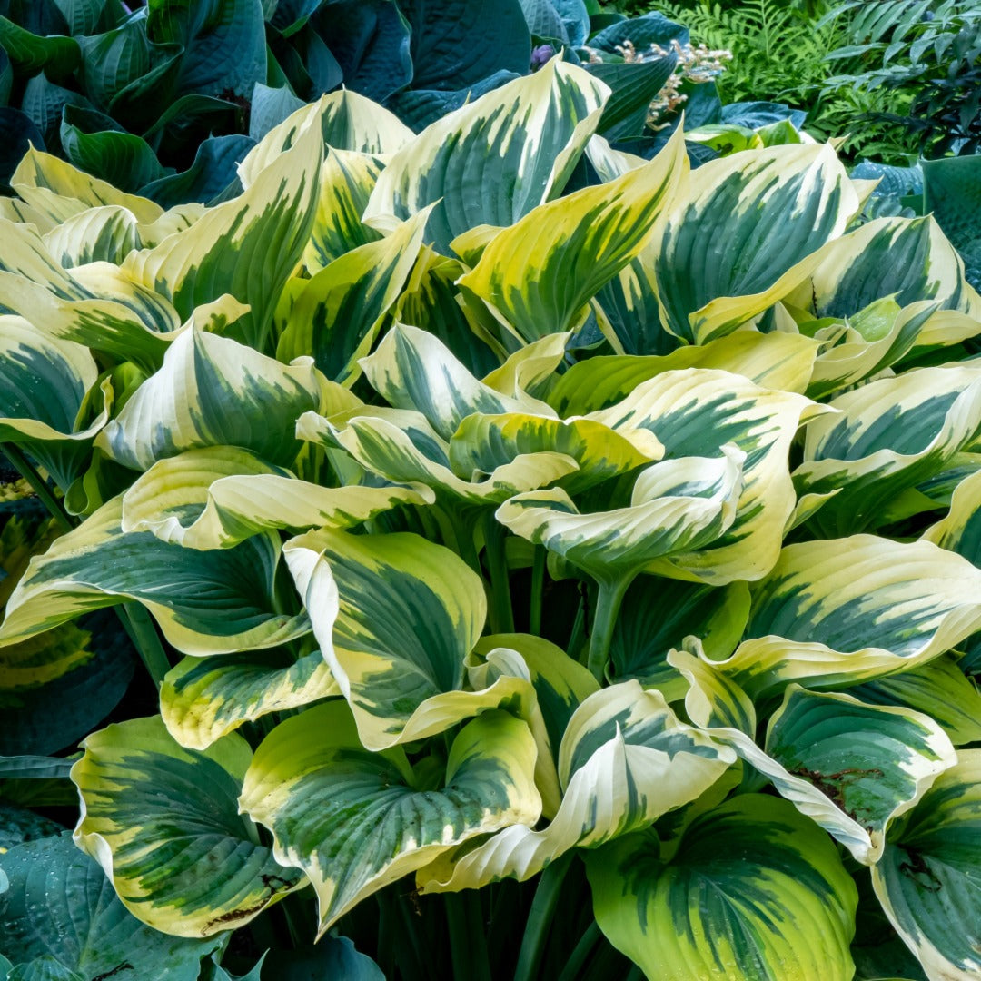 Hosta 'First Frost' - Plantain Lily"