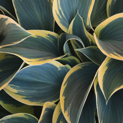 Hosta 'First Frost' - Plantain Lily"