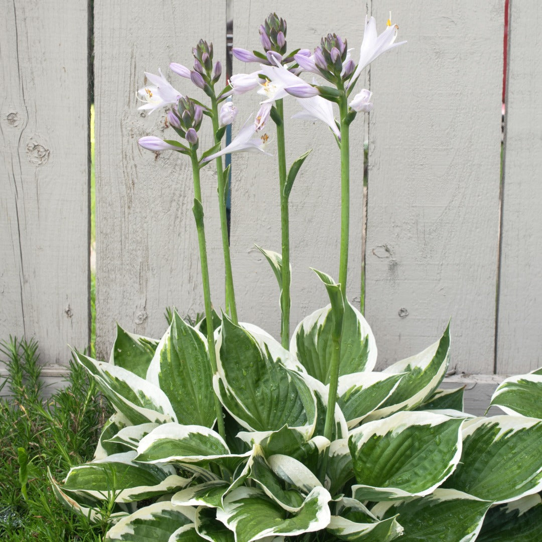 Hosta 'Minuteman'