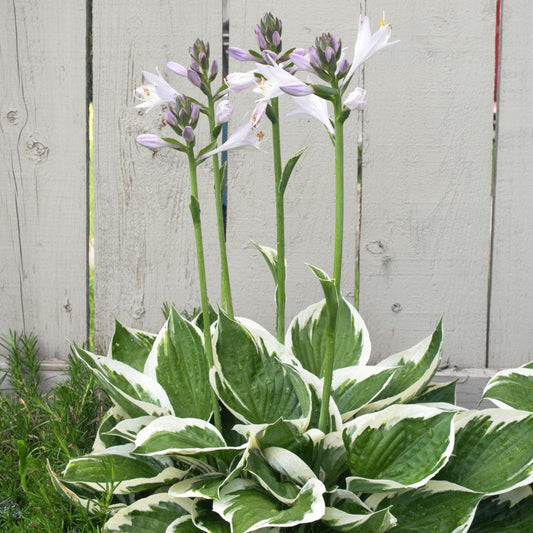 Hosta 'Minuteman'