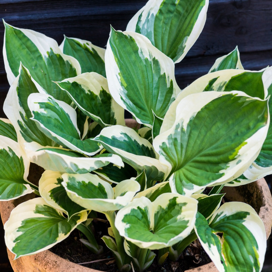 Hosta 'Minuteman'