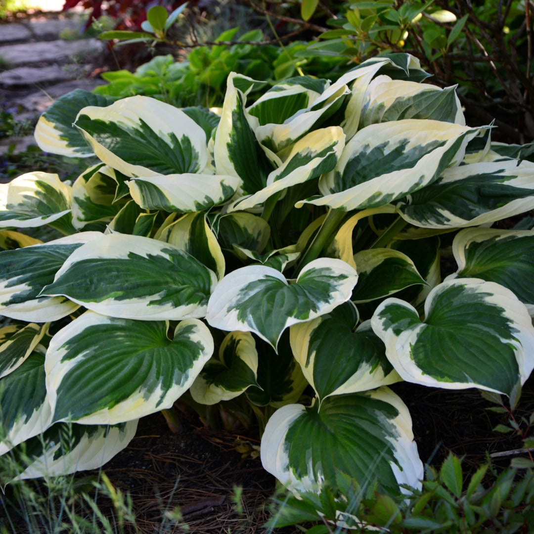 Hosta 'Minuteman'