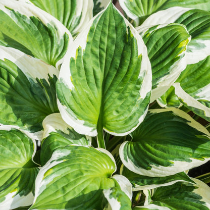 Hosta 'Minuteman'