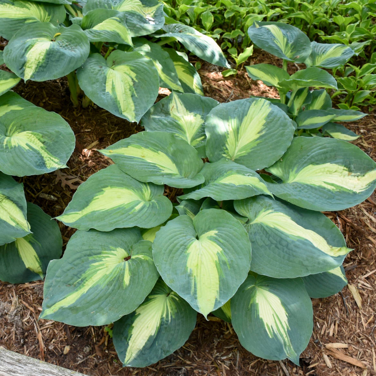 Hosta Shadowland® 'Hudson Bay' | Feuillage Tricolore Spectaculaire ...