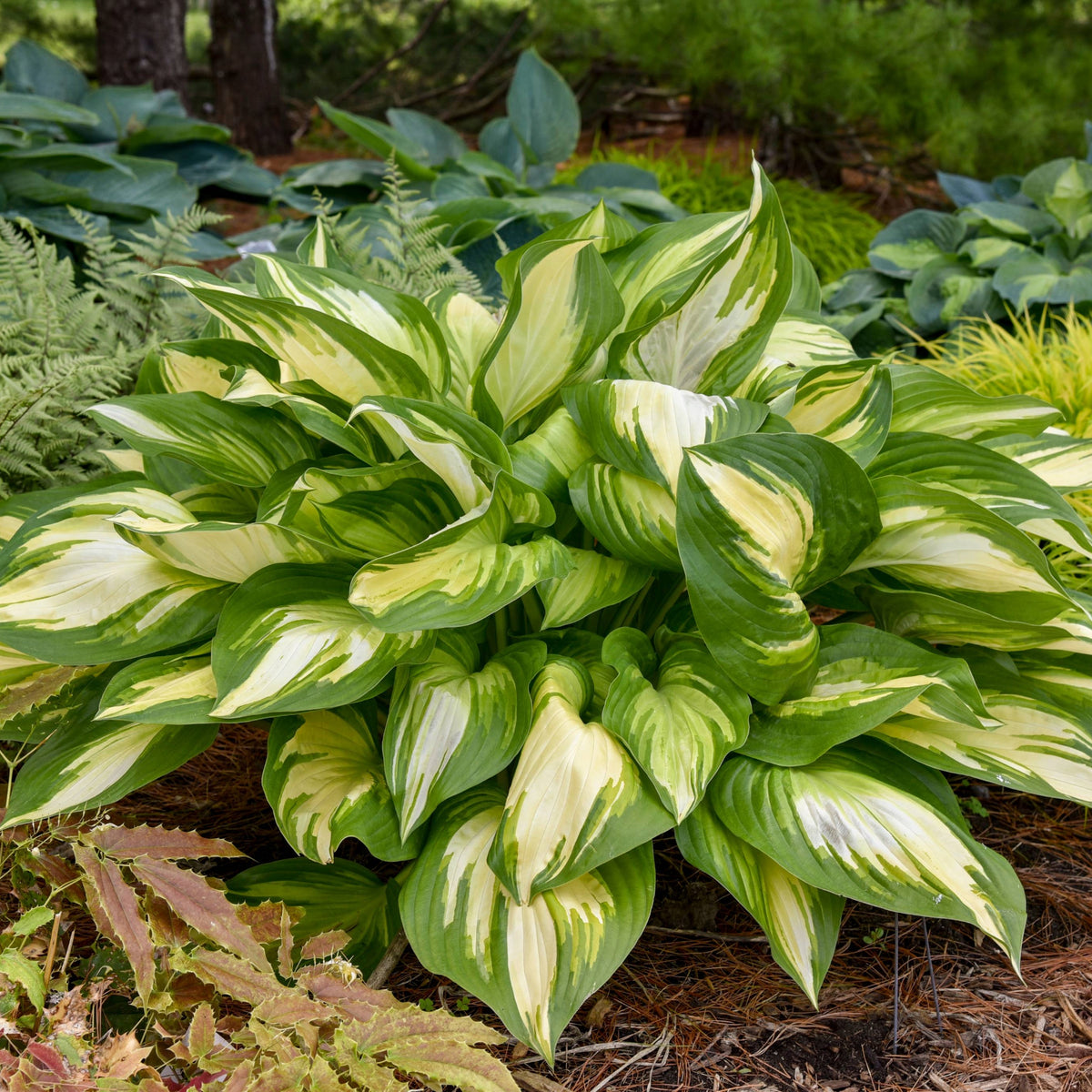 Hosta Shadowland® 'Miss America' – Feuillage Panaché & Jardin Ombre ...