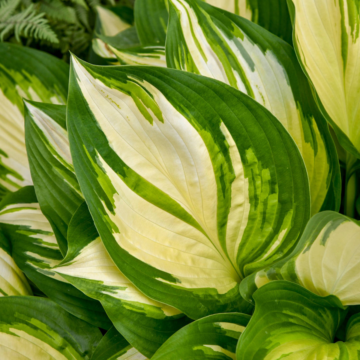 Hosta Shadowland® 'Miss America' – Feuillage Panaché & Jardin Ombre ...