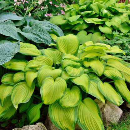 Hosta 'Stained Glass' – 'Stained Glass' Plantain Lily