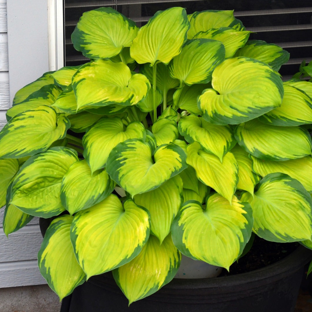 Hosta 'Stained Glass' – 'Stained Glass' Plantain Lily