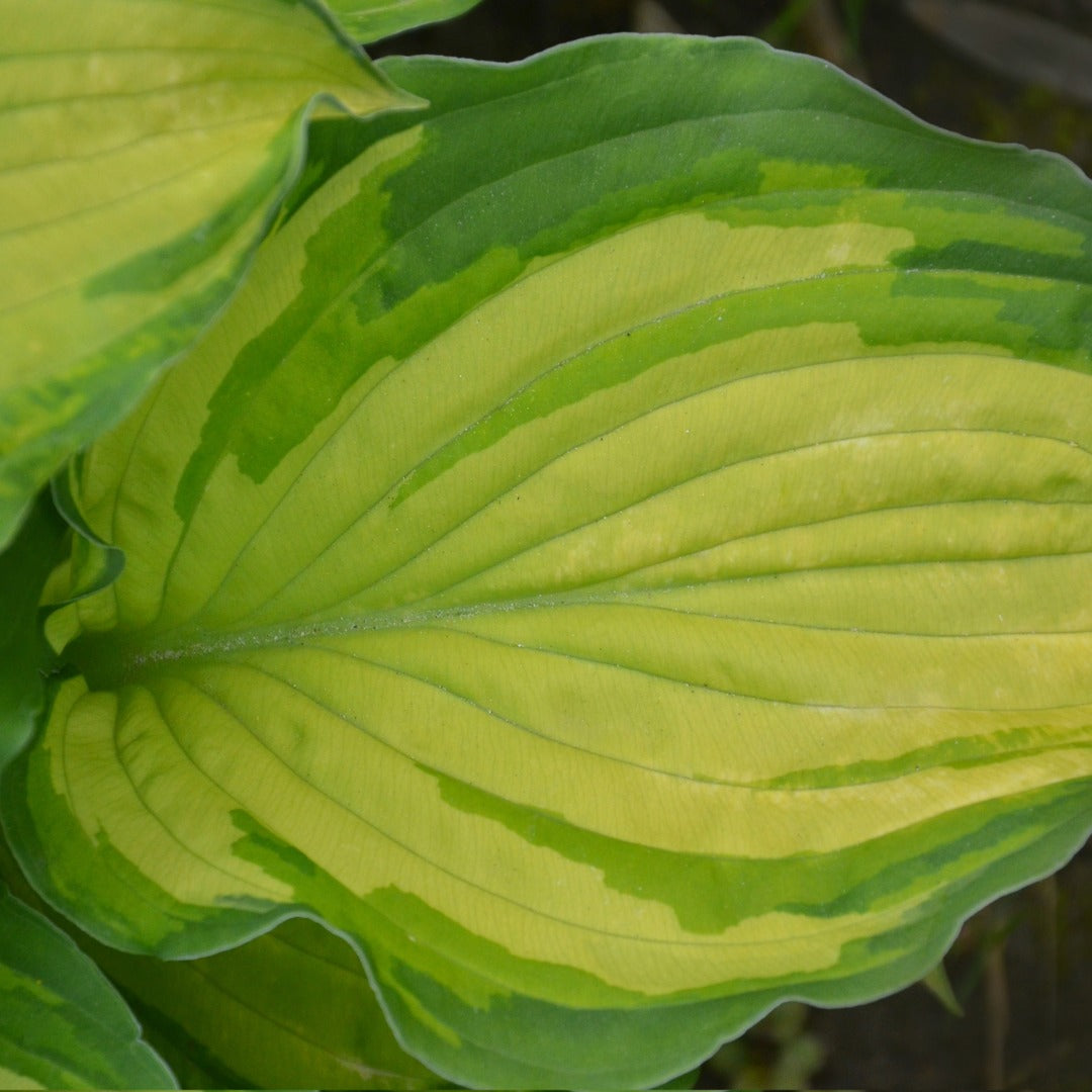Hosta 'Stained Glass' – 'Stained Glass' Plantain Lily