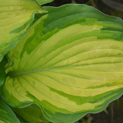 Hosta 'Stained Glass' – 'Stained Glass' Plantain Lily