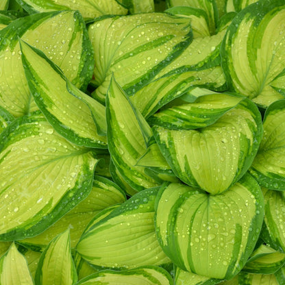 Hosta 'Stained Glass' – 'Stained Glass' Plantain Lily