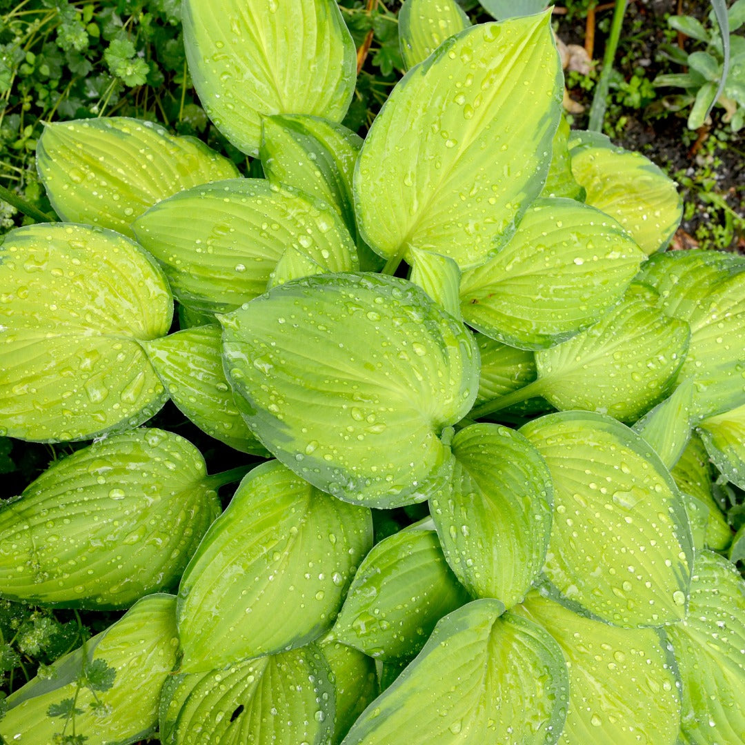 Hosta 'Stained Glass' – 'Stained Glass' Plantain Lily