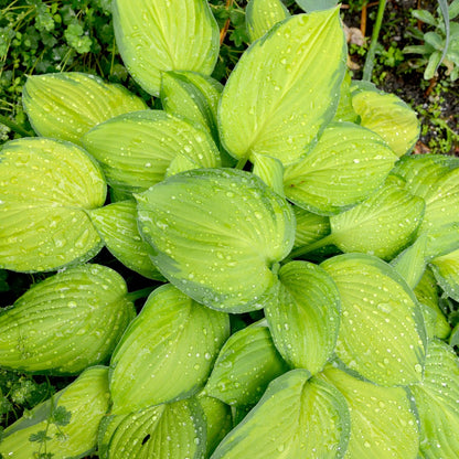 Hosta 'Stained Glass' – 'Stained Glass' Plantain Lily
