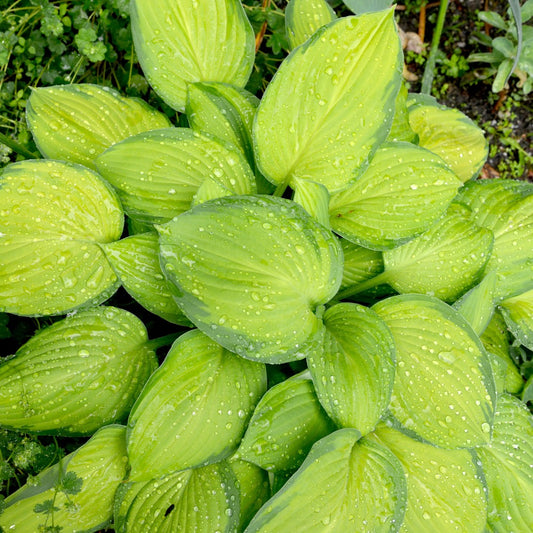 Hosta 'Stained Glass'