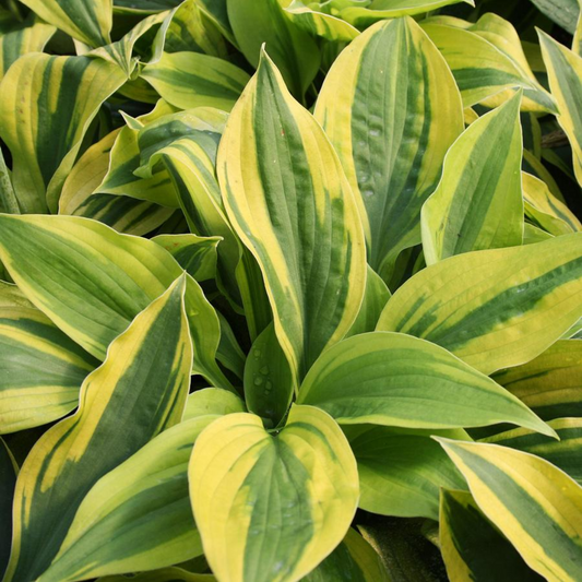 Hosta 'Velvet Moon' – 'Velvet Moon' Plantain Lily