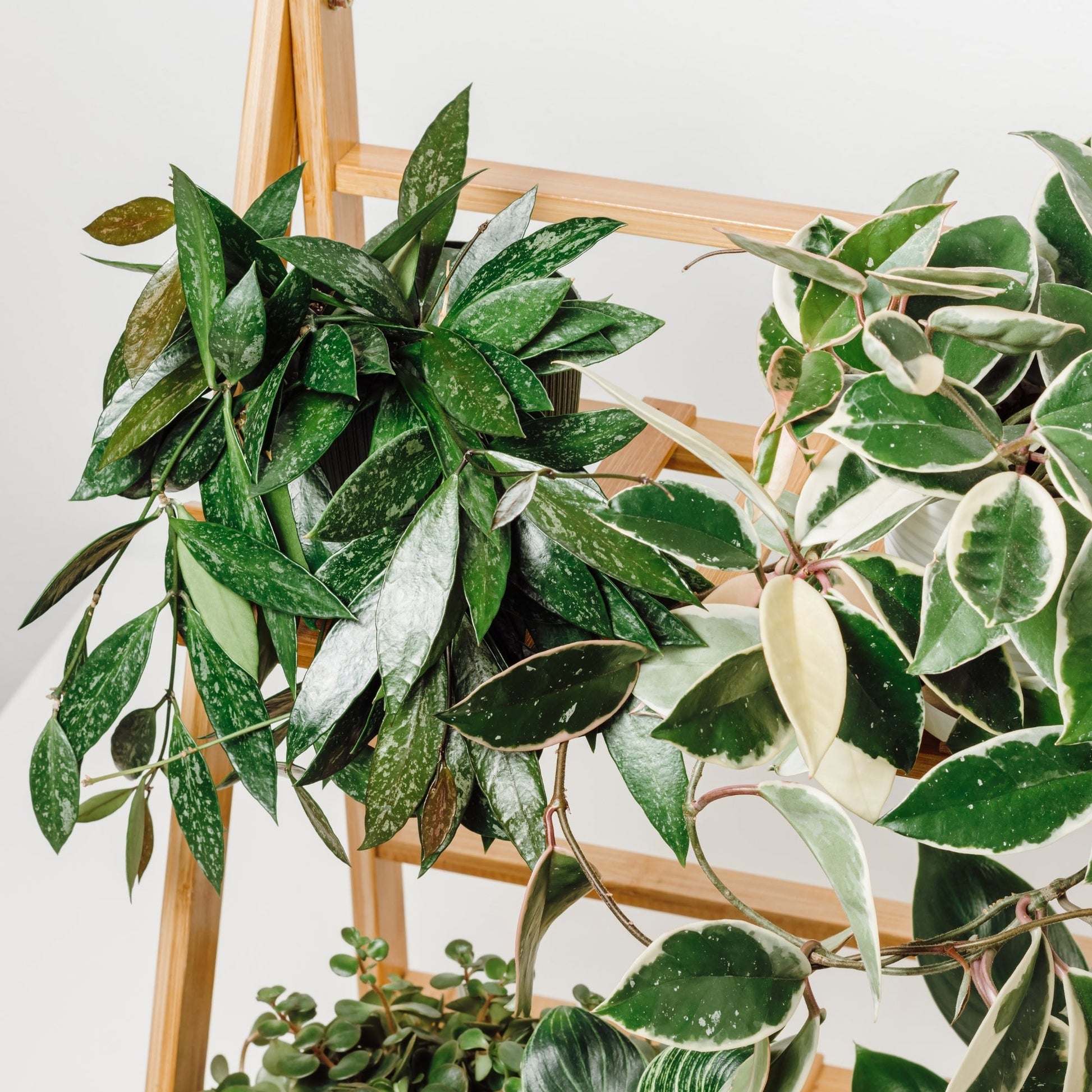 wax plant succulent Speckled' Wax Plant – Jardineries Botanix