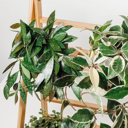 wax leaf house plants Speckled' Wax Plant – Jardineries Botanix