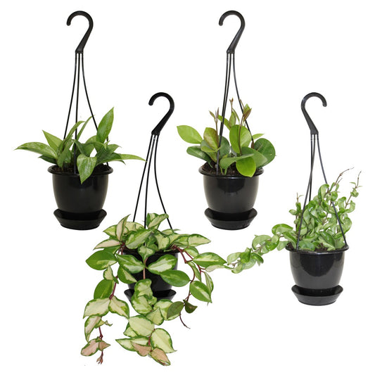 Hoya assortis en jardinière suspendue