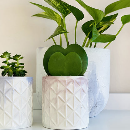 Hoya kerrii – Hoya cœur, Plante cœur