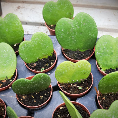 Hoya kerrii – Hoya cœur, Plante cœur