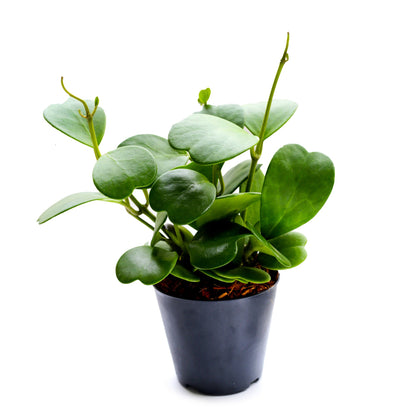 Hoya kerrii – Hoya cœur, Plante cœur