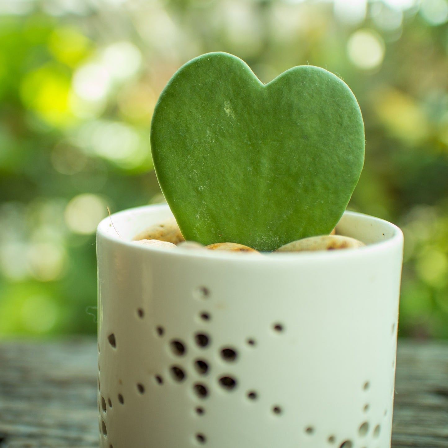 Hoya kerrii – Hoya cœur, Plante cœur