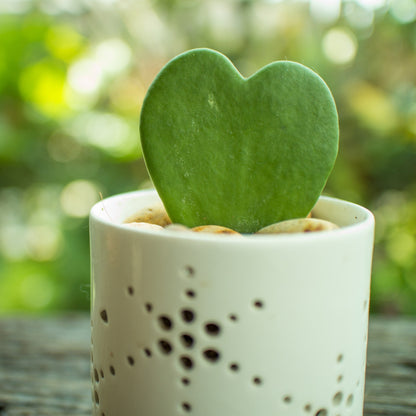 Hoya kerrii – Hoya cœur, Plante cœur