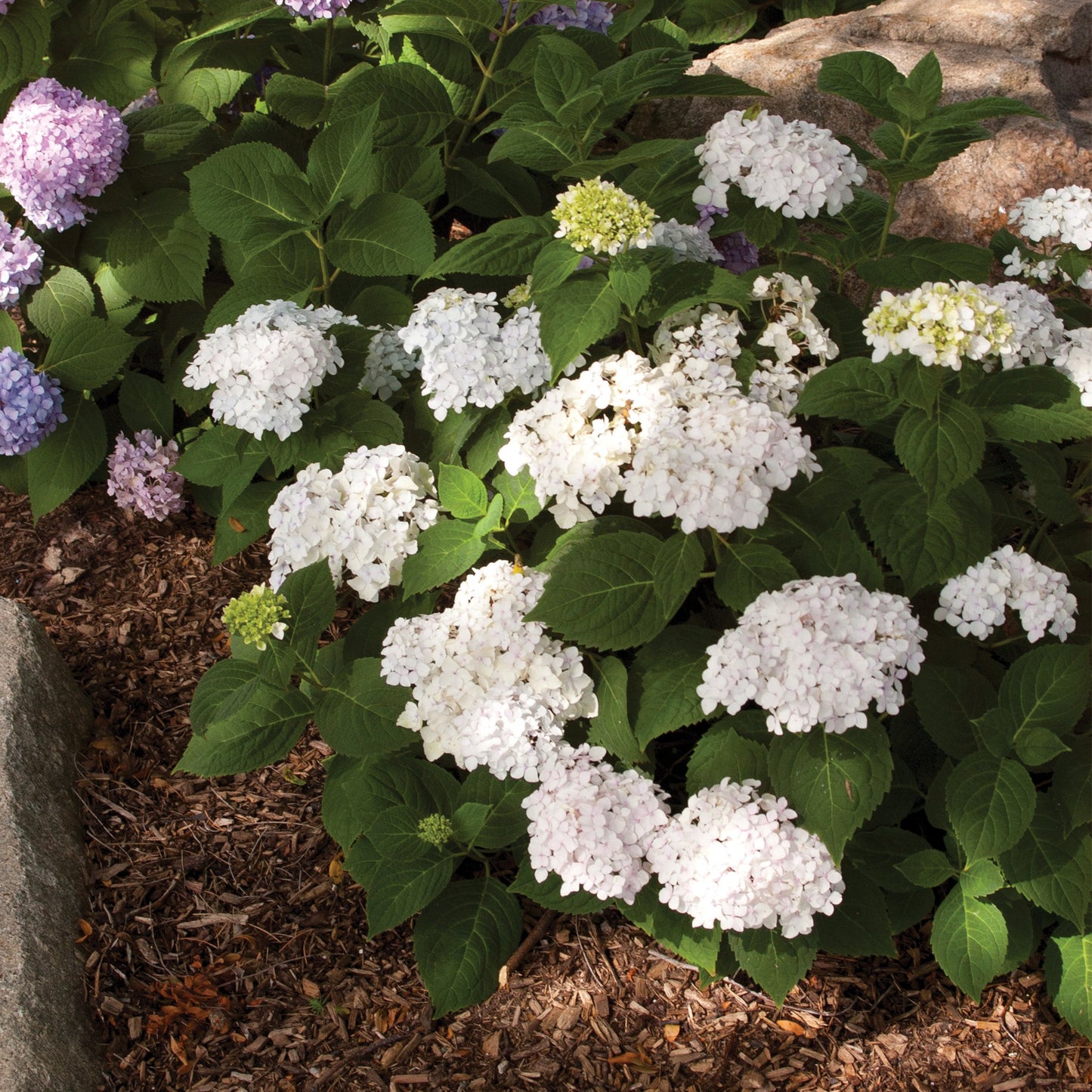 ENDLESS SUMMER® Blushing Bride Bigleaf Hydrangea