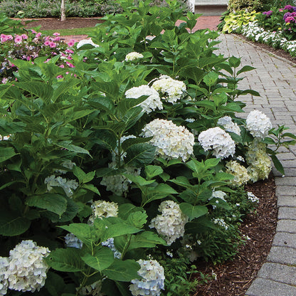 ENDLESS SUMMER® Blushing Bride Bigleaf Hydrangea