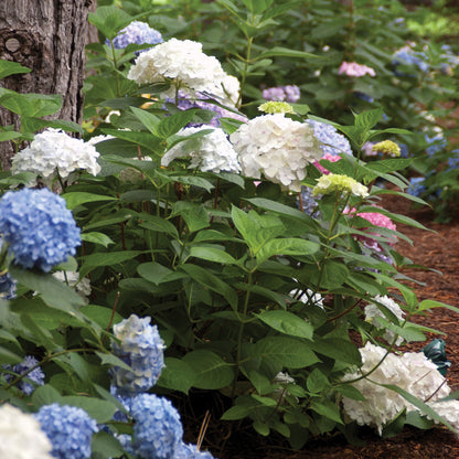 ENDLESS SUMMER® Blushing Bride Bigleaf Hydrangea