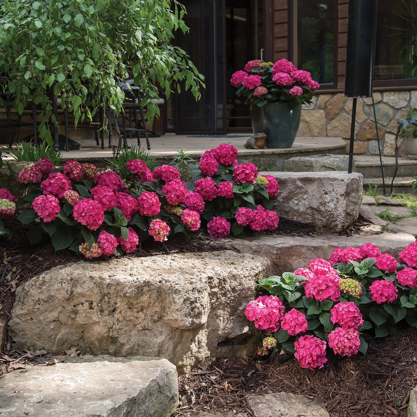 ENDLESS SUMMER® Summer Crush® Bigleaf Hydrangea