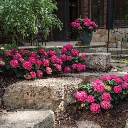 ENDLESS SUMMER® Summer Crush® Bigleaf Hydrangea