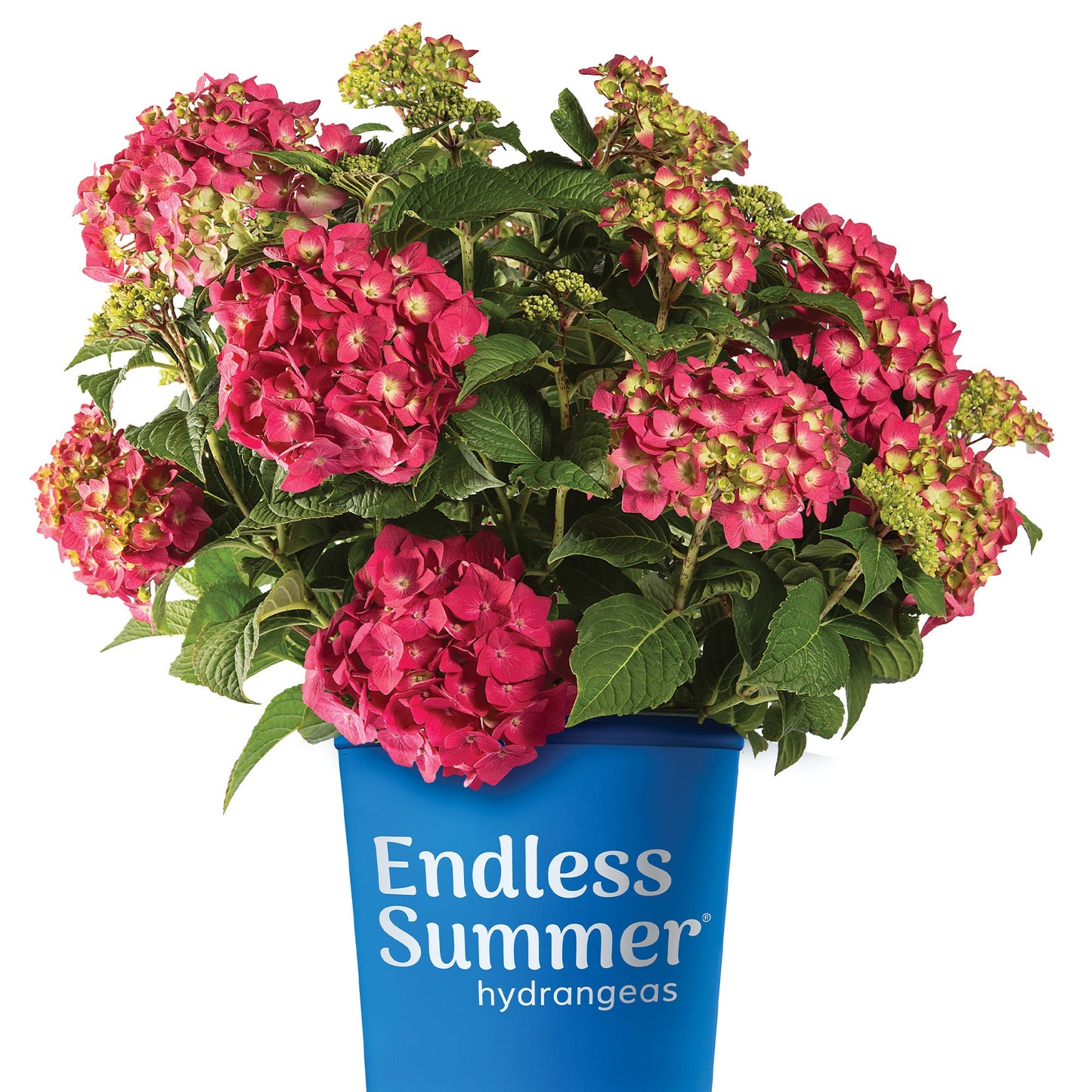 ENDLESS SUMMER® Summer Crush® Bigleaf Hydrangea