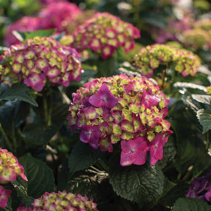 ENDLESS SUMMER® Summer Crush® Bigleaf Hydrangea