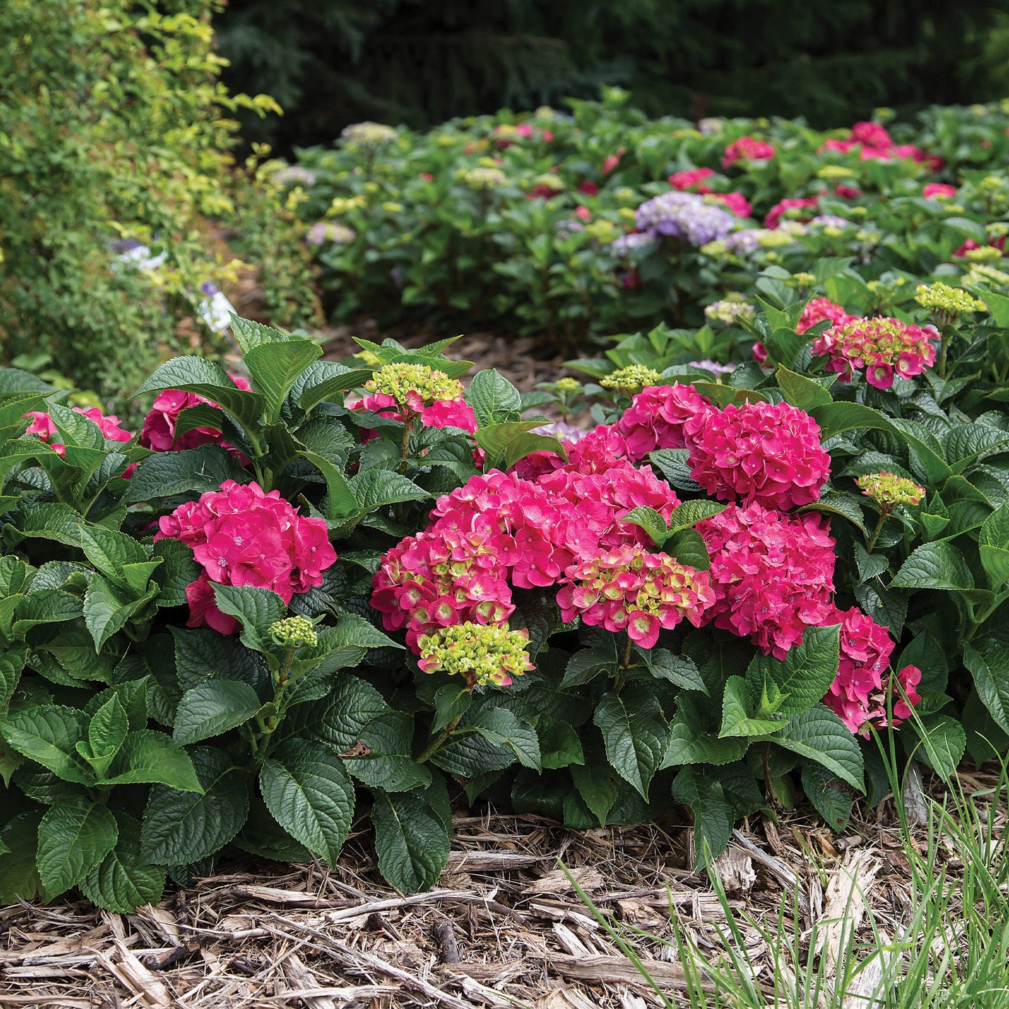 ENDLESS SUMMER® Summer Crush® Bigleaf Hydrangea