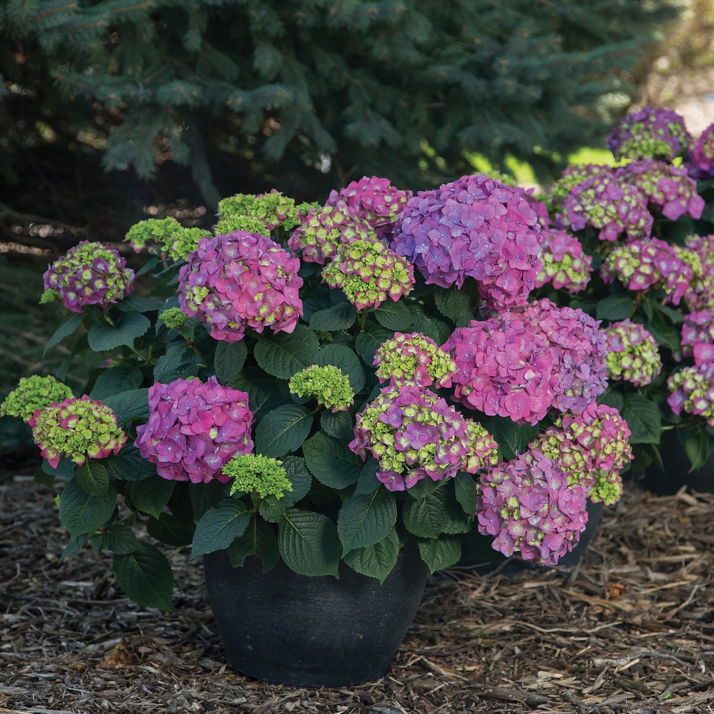 ENDLESS SUMMER® Summer Crush® Bigleaf Hydrangea