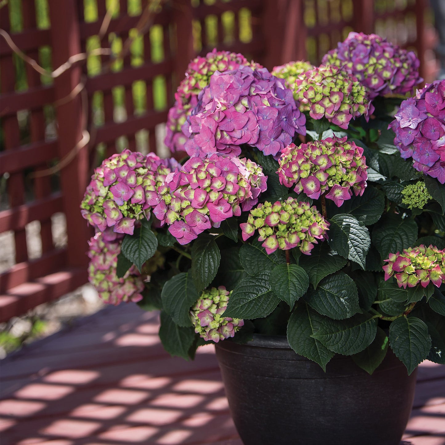 ENDLESS SUMMER® Summer Crush® Bigleaf Hydrangea