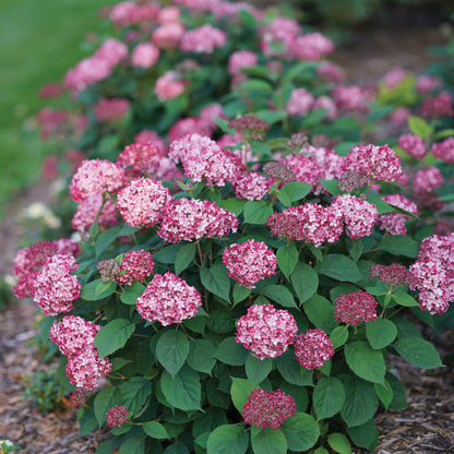 INVINCIBELLE® Ruby Smooth Hydrangea 