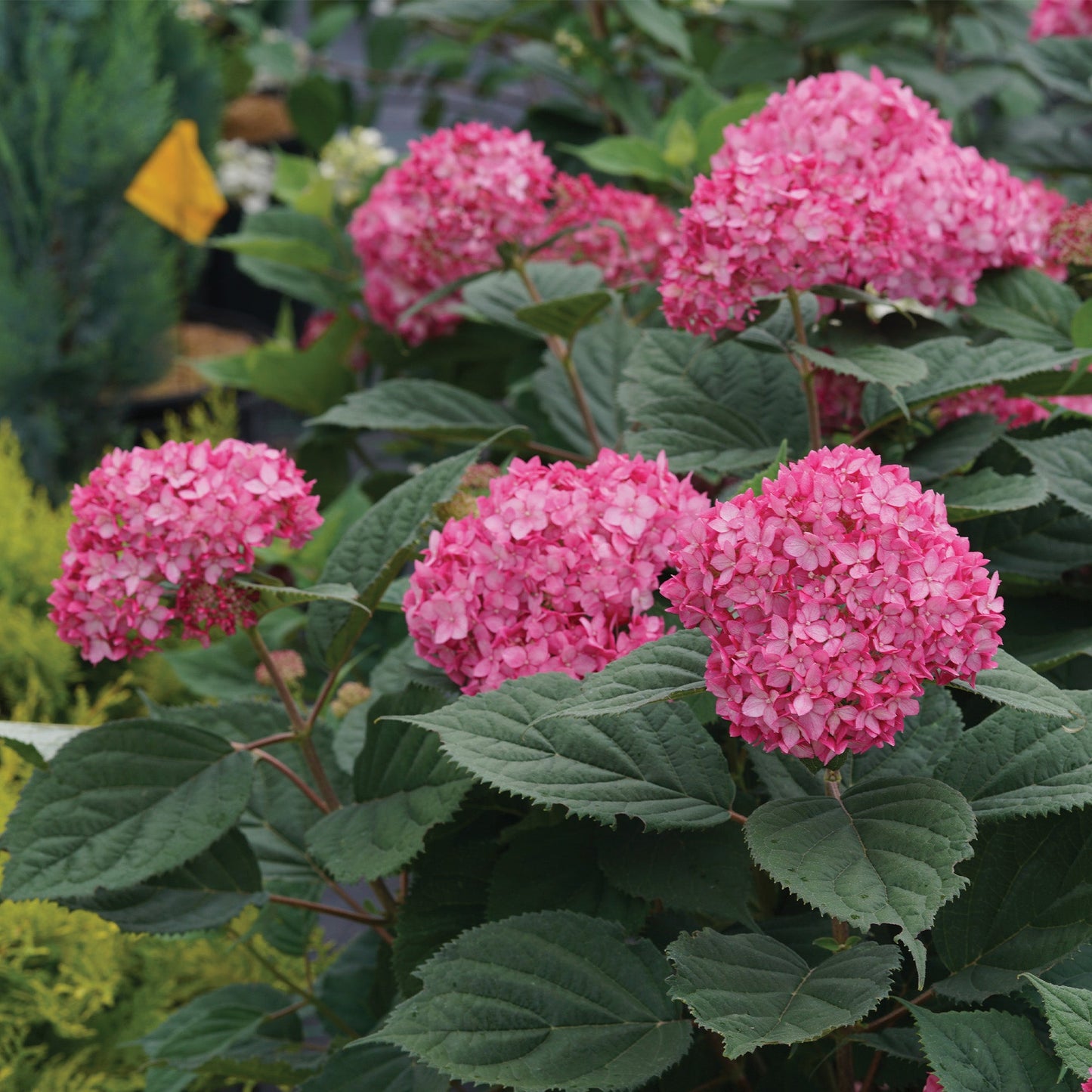 INVINCIBELLE® Ruby Smooth Hydrangea 