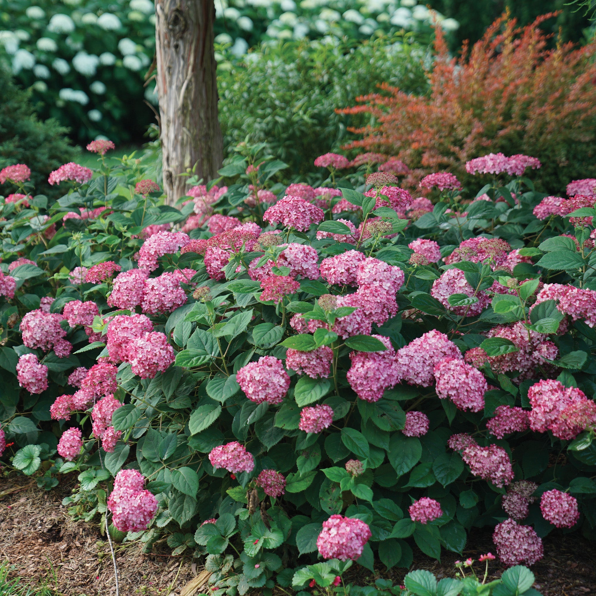 Hydrangea arborescens INVINCIBELLE® Ruby - Hydrangée INVINCIBELLE® Rub ...